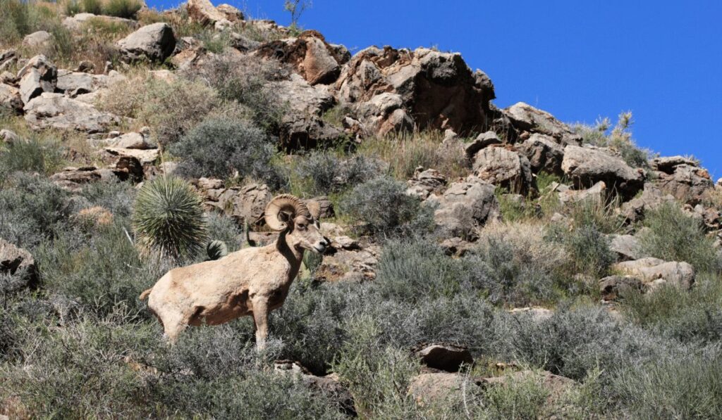 Desert bighorn sheep chisos mountains wildlife