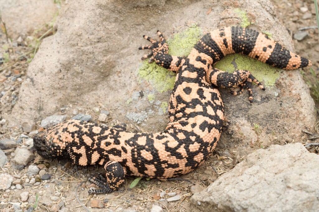 10 Animals in Coronado National Forest We Saw On Our Hikes! (Photos and Tips Included) Gila monster Coronado National Forest