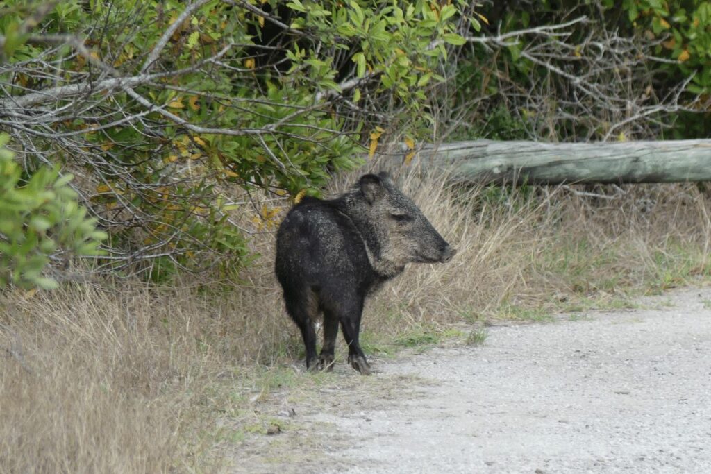 10 Animals in Coronado National Forest We Saw On Our Hikes! (Photos and Tips Included) Javelina Coronado National Forest