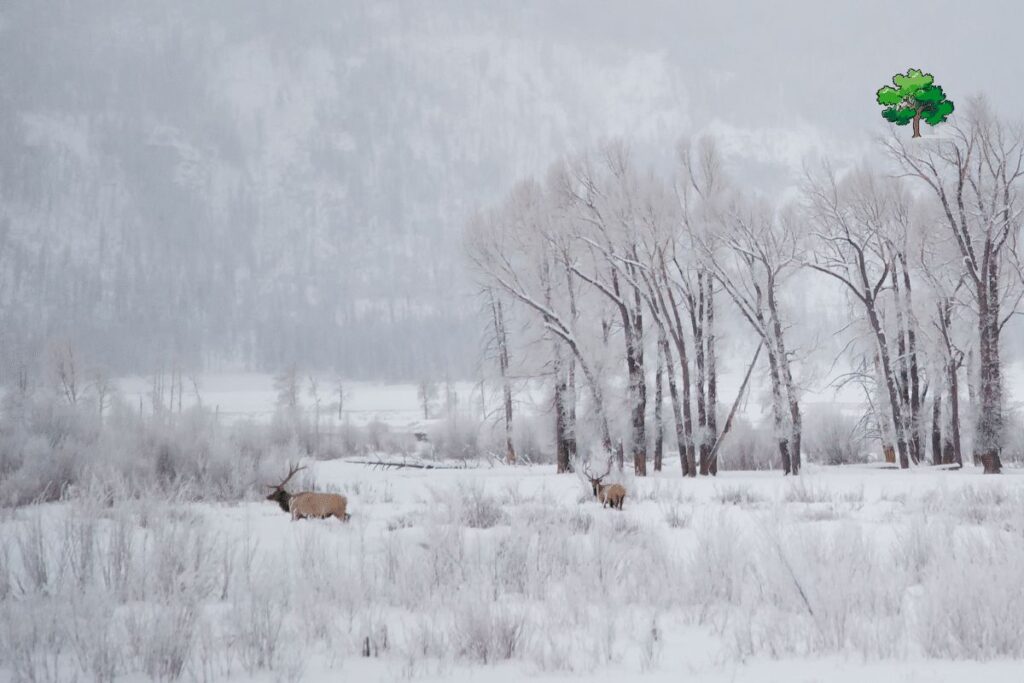 Lamar Valley Yellowstone National Park winter HIkes