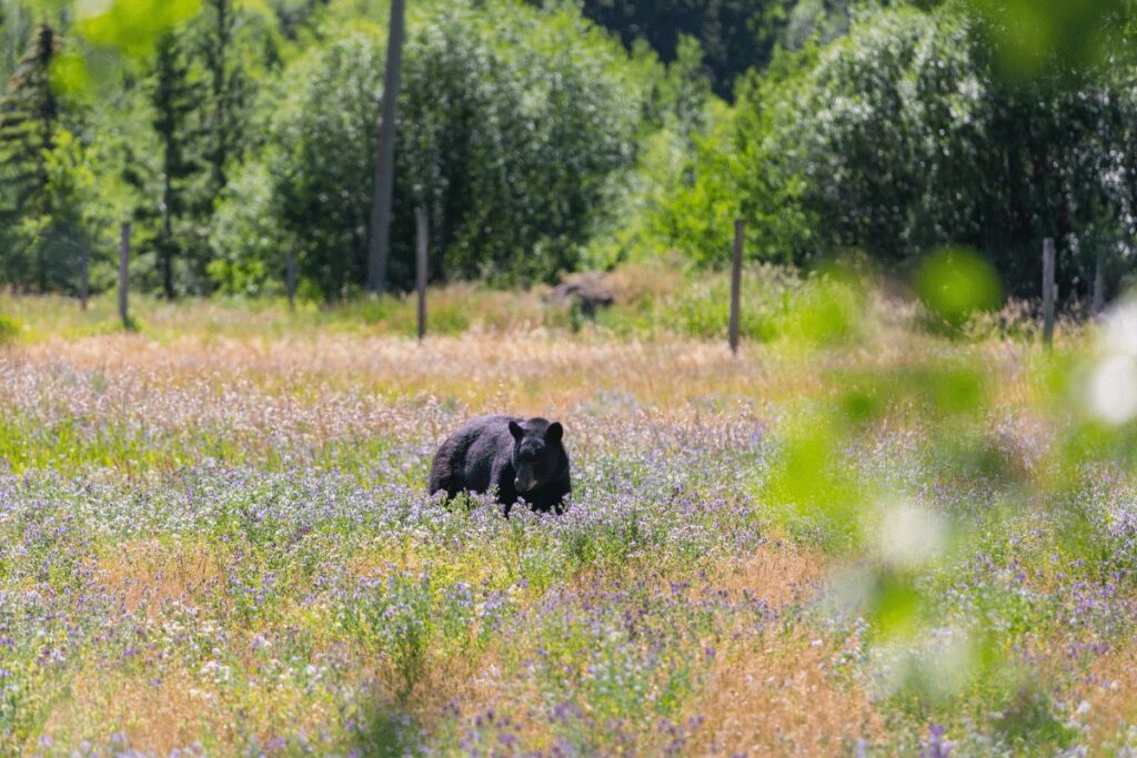 Los Padres National Forest black bear