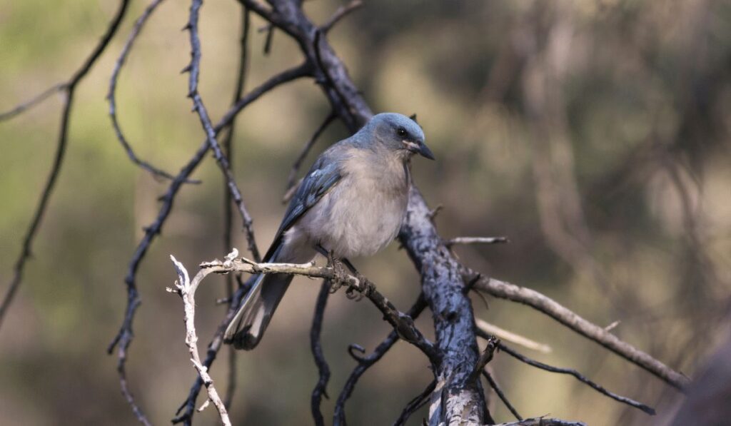 Mexican jay chisos mountains wildlife