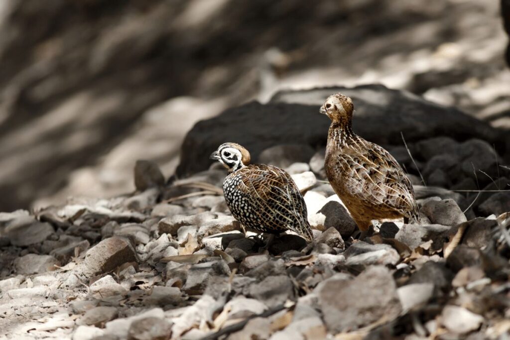 10 Animals in Coronado National Forest We Saw On Our Hikes! (Photos and Tips Included) Montezuma quail Coronado National Forest 1