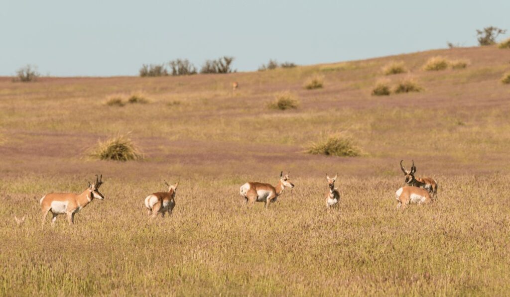 Pronghorn antelope chisos mountains wildlife