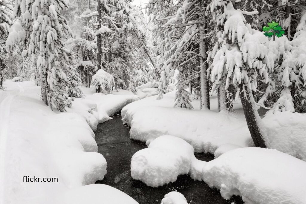 SPRING CREEK Yellowstone National Park winter HIkes real