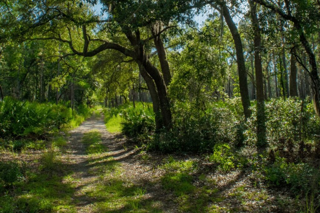 12 Breathtaking Ocala National Forest Hikes For A Perfect Outdoorsy ...