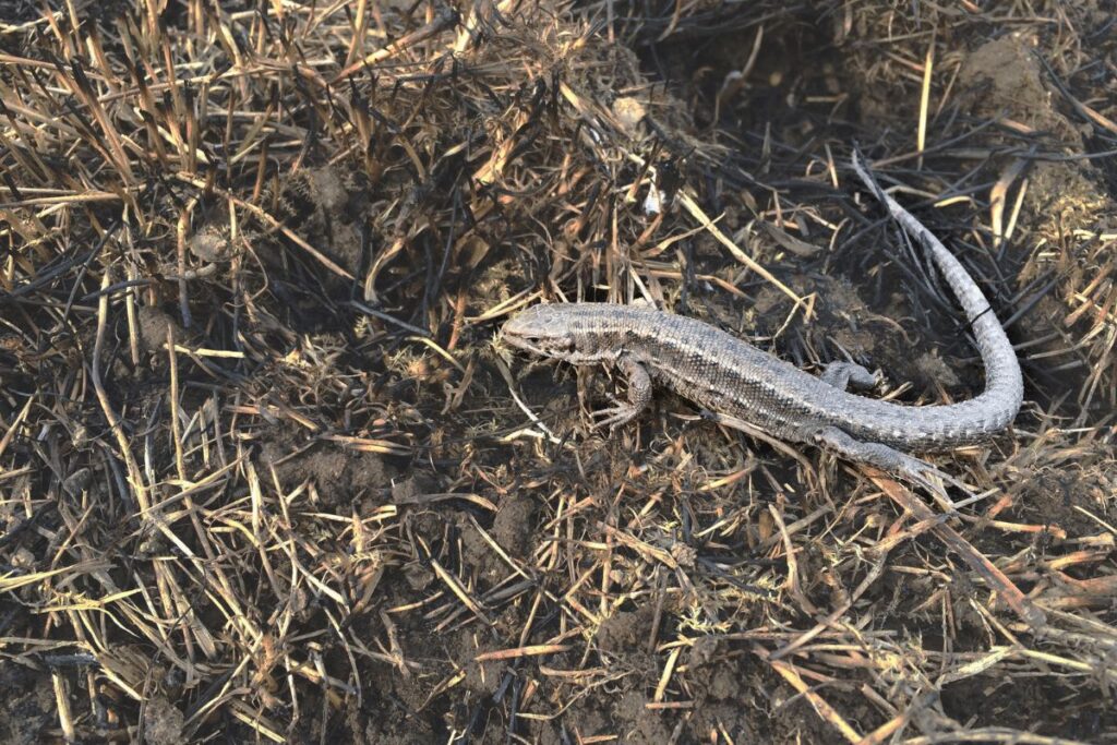 10 Animals in Coronado National Forest We Saw On Our Hikes! (Photos and Tips Included) Whiptail lizard Coronado National Forest