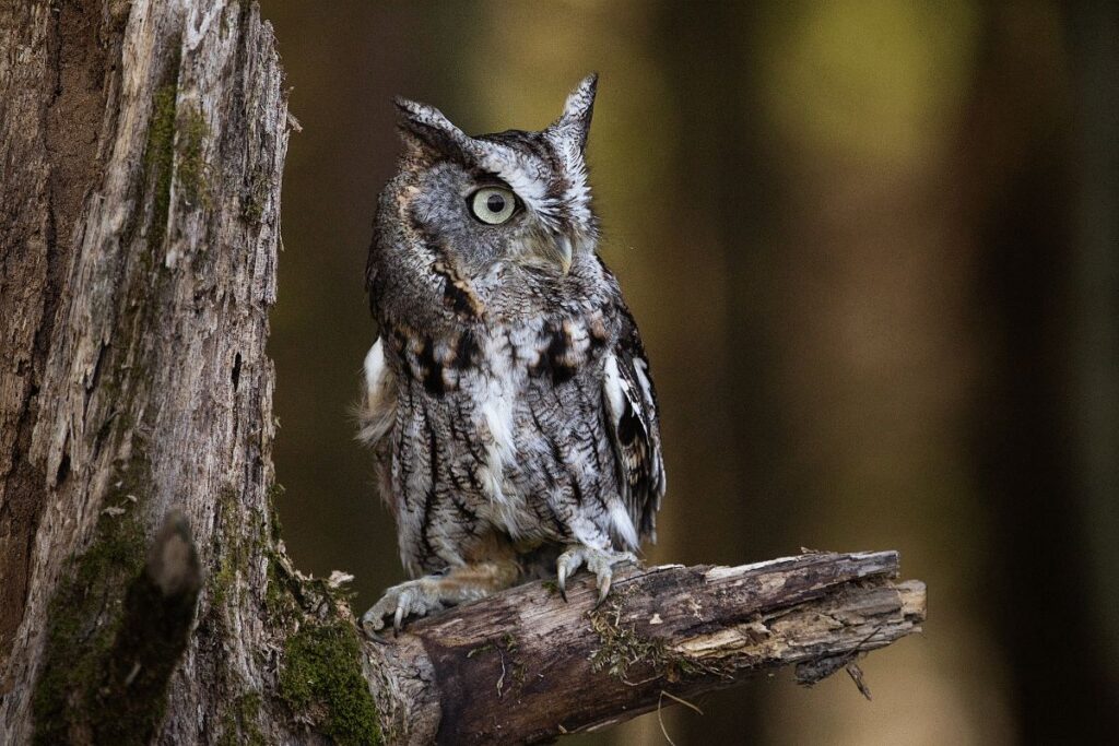 10 Animals in Coronado National Forest We Saw On Our Hikes! (Photos and Tips Included) Whiskered screech owls Coronado National Forest