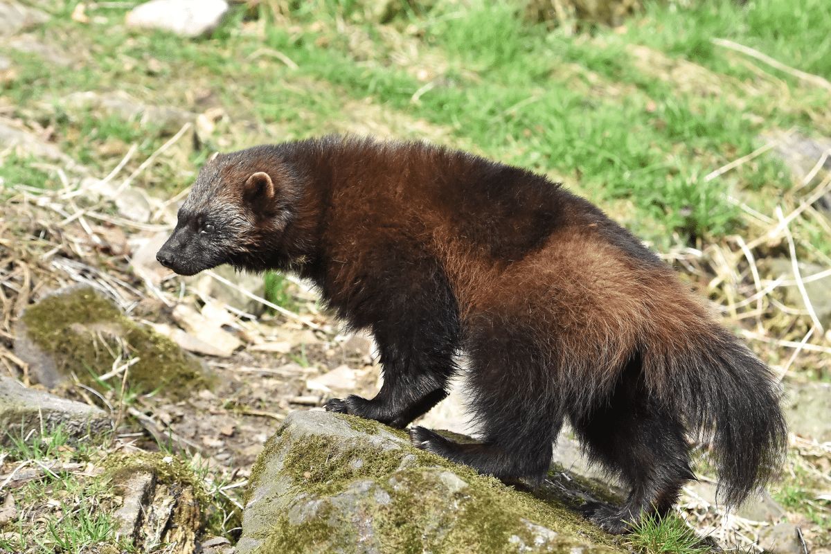 14 Animals In North Cascades National Park On A Hike (photos And 