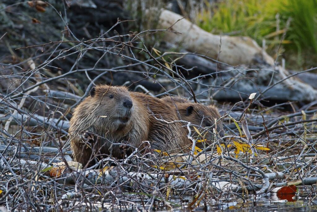 American Beaver San Bernardino National Forest wildlife