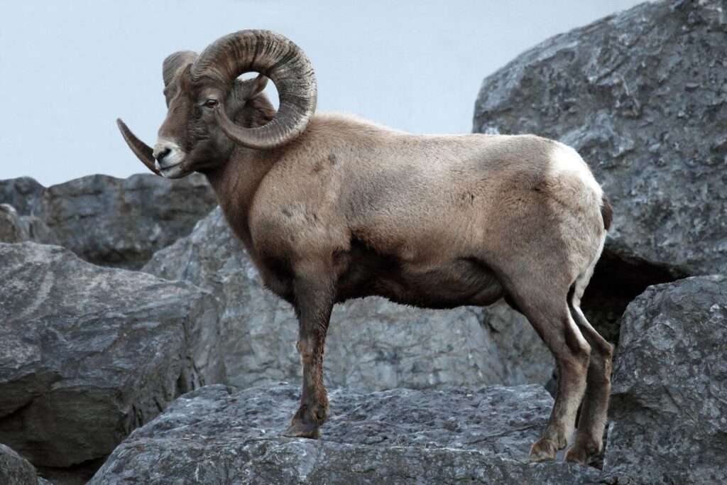 Bighorn Sheep San Bernardino National Forest wildlife