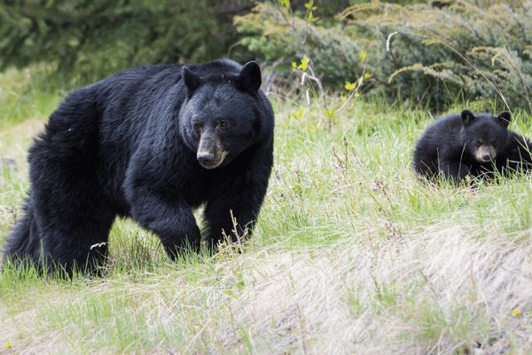 Black-Bears-Yosemite
