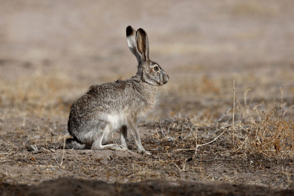 Black tailed Jack Rabbit Great Basin National Park