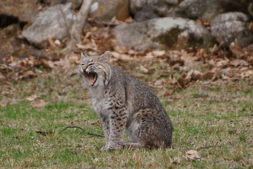 FACTS ABOUT WILDLIFE IN YOSEMITE NATIONAL PARK  bobcat
