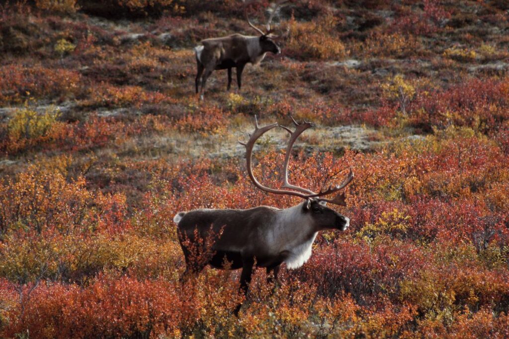 National Parks Spring WIldlife Tours: 21 Must-Visit Parks For Animals ...