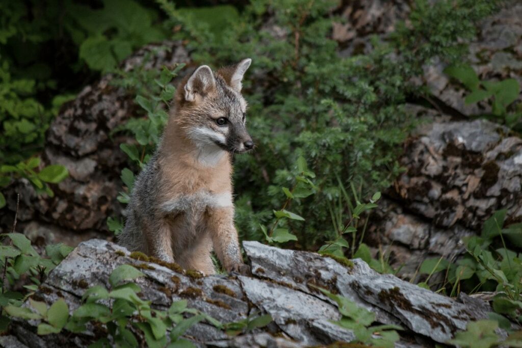 Gray Fox San Bernardino National Forest wildlife