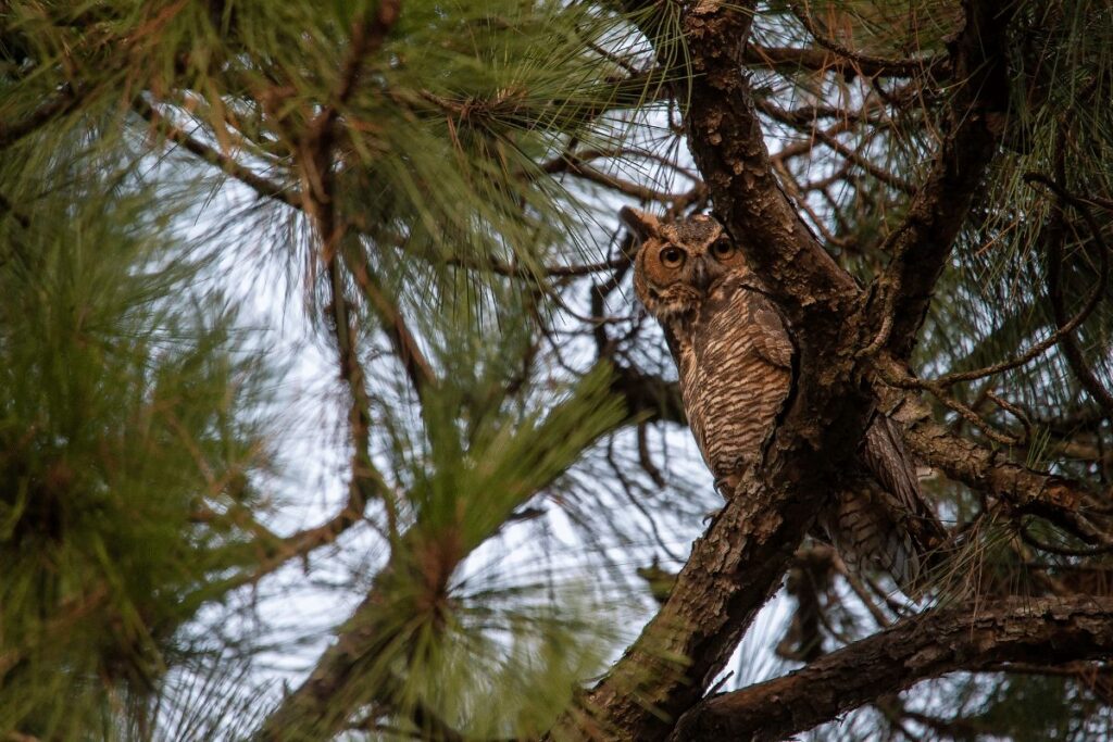 Great Horned Owl White Mountain National forest