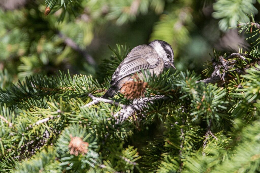 15 Animals in San Bernardino National Forest Seen on Our Camping Trip (Photos and Sites Included) Mountain Chickadee San Bernardino National Forest wildlife