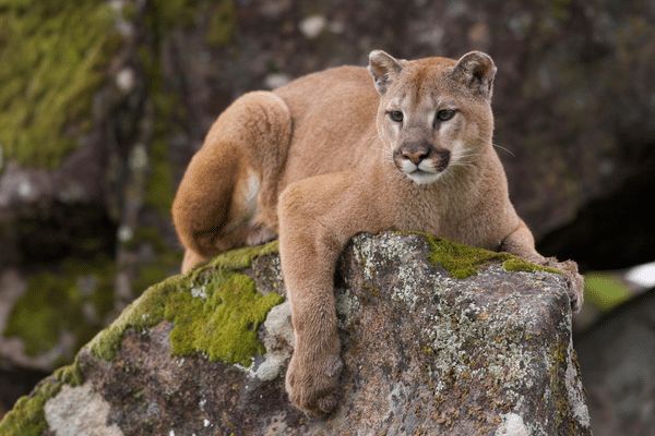 Mountain lion facts about wildlife in yosemite