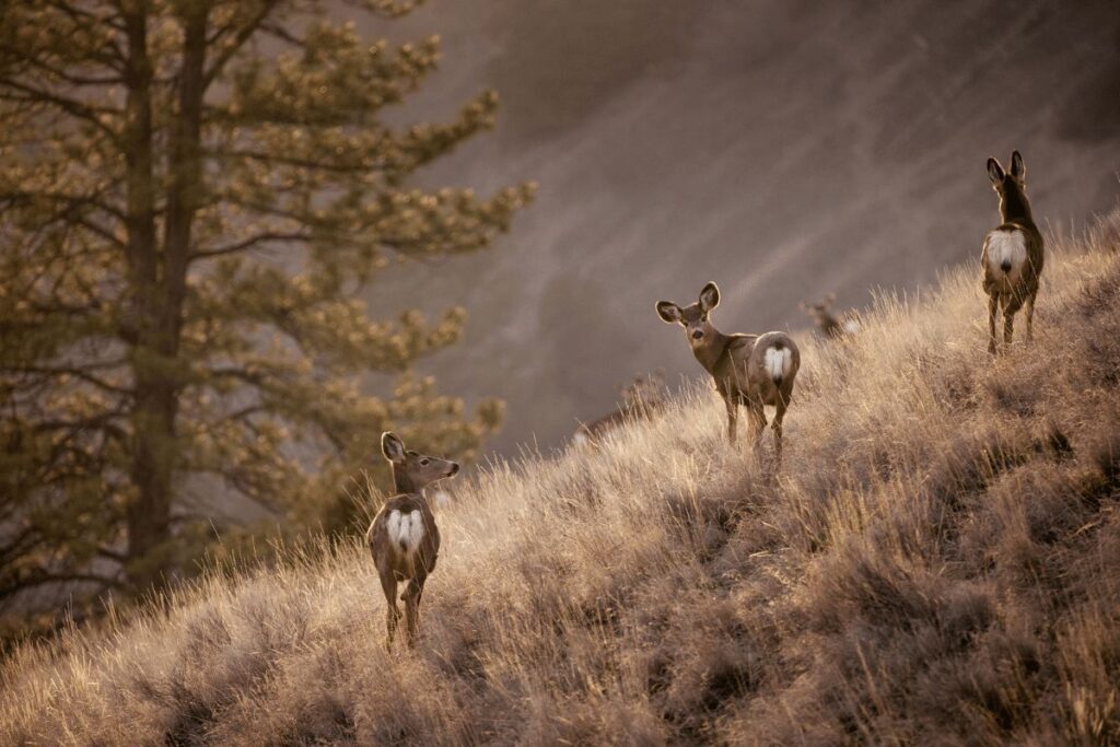 Mule Deer Great Basin National Park