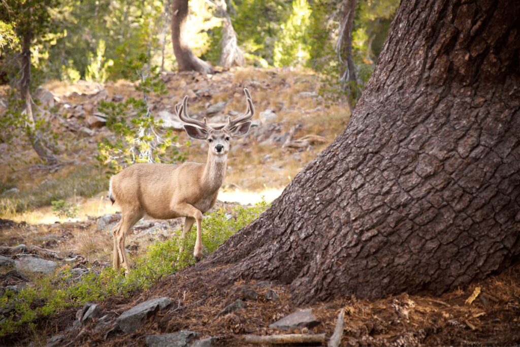 Mule Deer San Bernardino National Forest wildlife