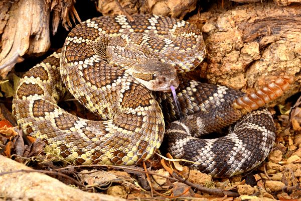 16 Animals In Yosemite National Park You Will See While Hiking Here!