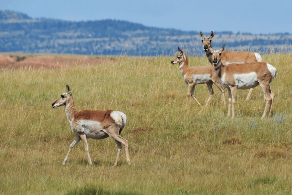 Pronghorn Antelope Great Basin National Park