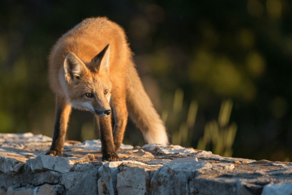 Red foxes st croix 1