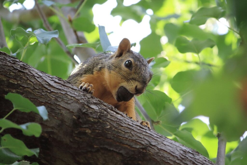 Squirrel San Bernardino National Forest wildlife 2