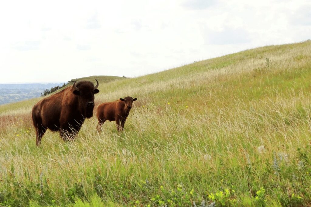 bison in animals in theodore roosevelt national park