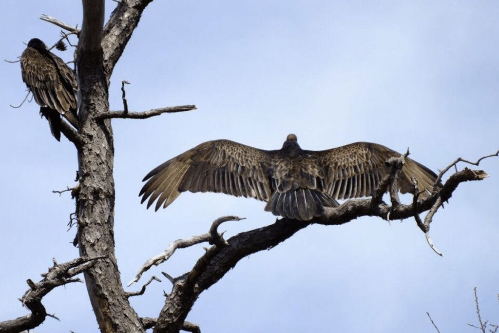 Turkey Vulture San Bernardino National Forest wildlife
