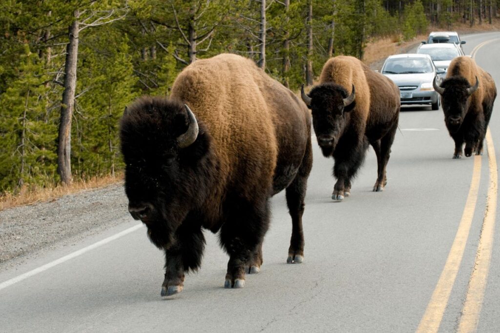 drive Yellowstone animals 15