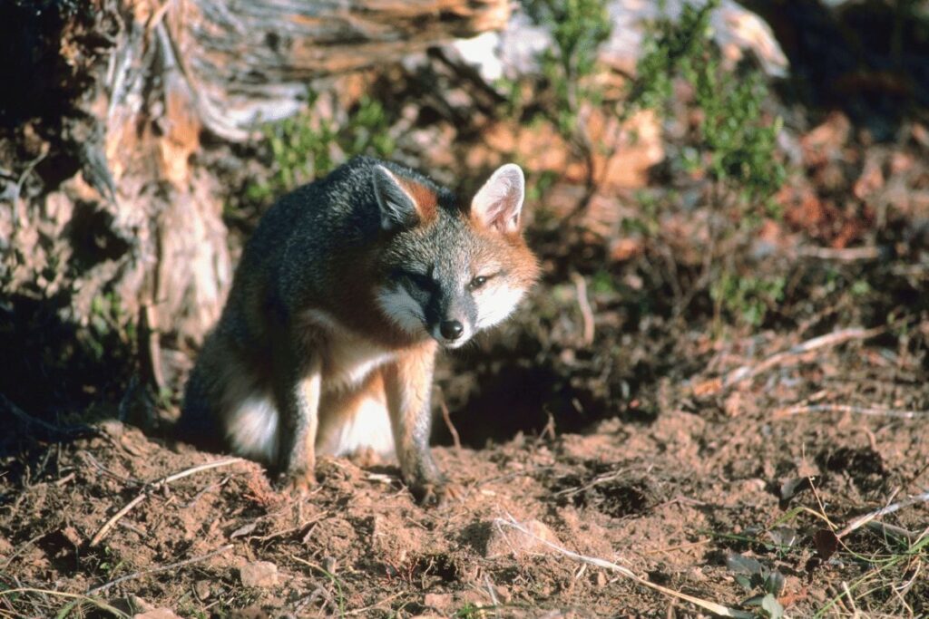 gray fox Saguaro National Park