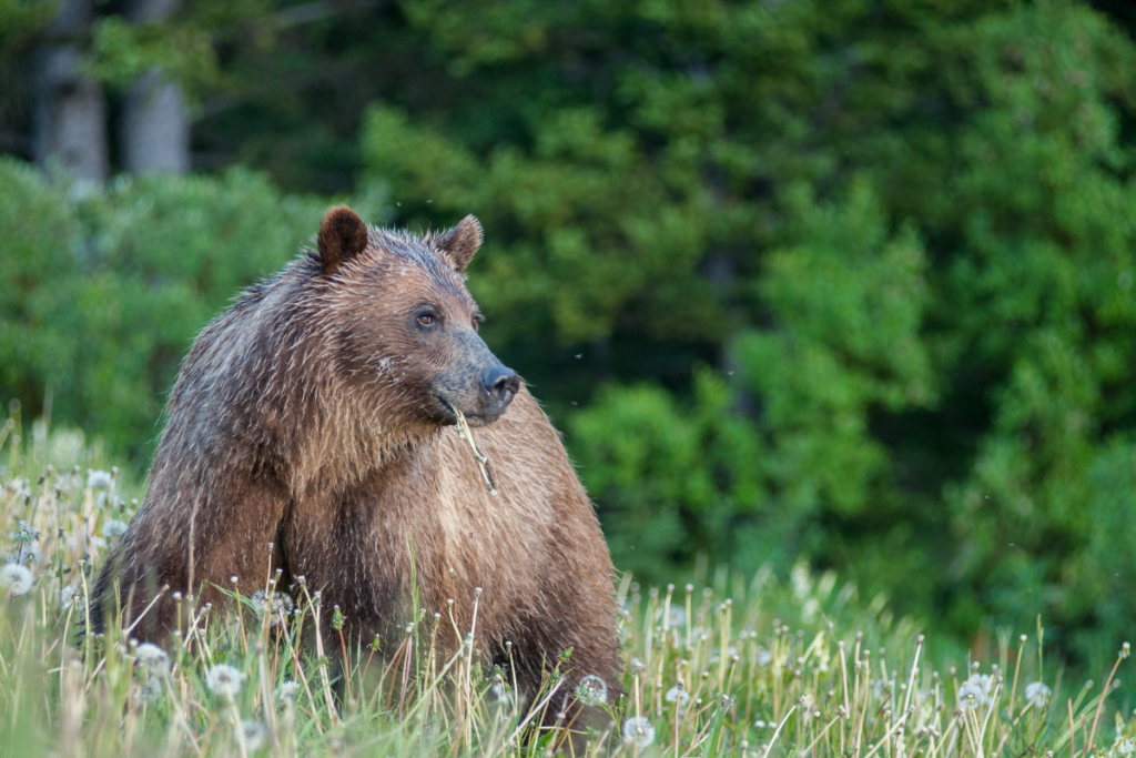 13 Amazing Animals in Glacier National Park While Hiking! grizzly bear Animals in Glacier National Park