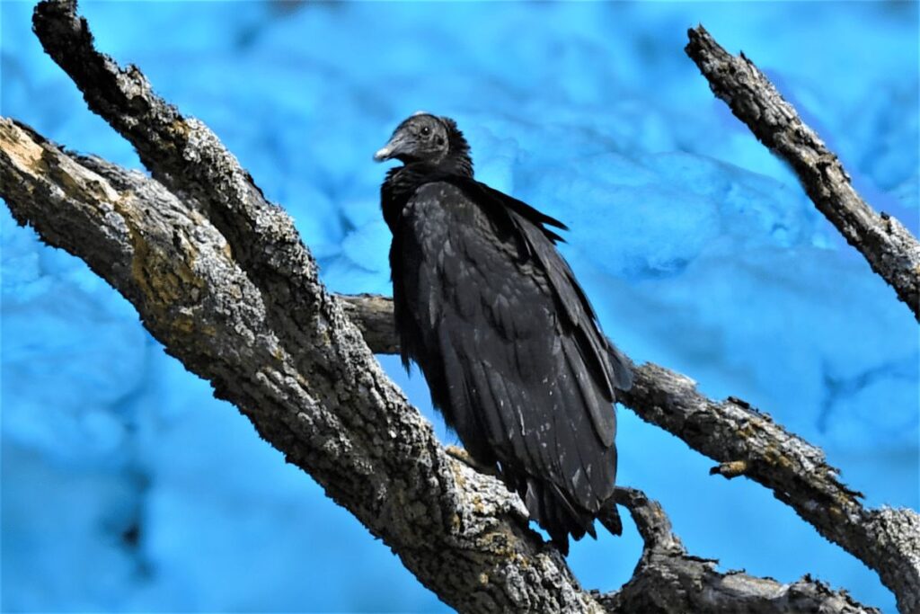 American Black Vulture National Forest trails