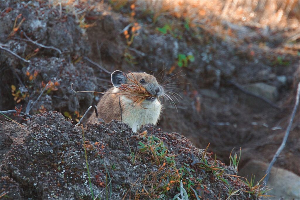 American Pika Caribou Targhee National Forest animals
