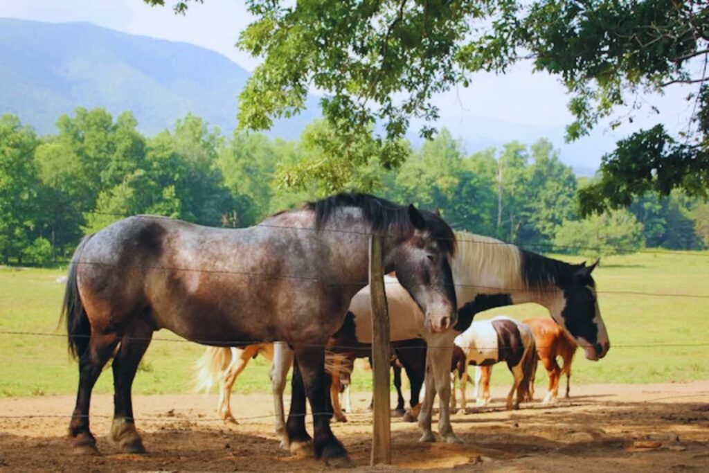 Anthony Creek Horse Camp Cades Cove Campground