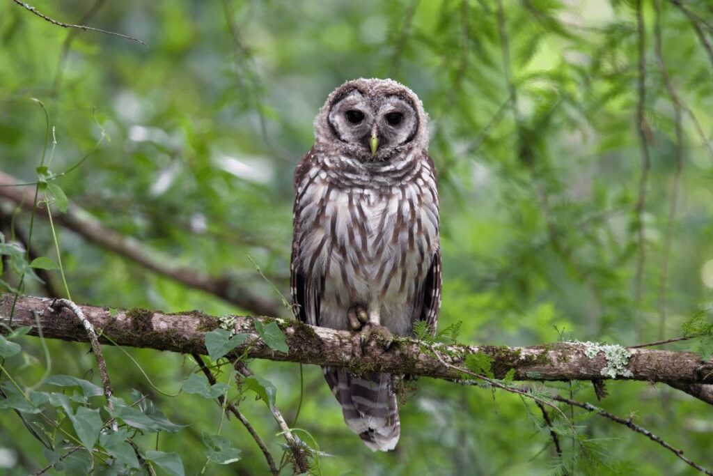 Barred Owl National Forest trails