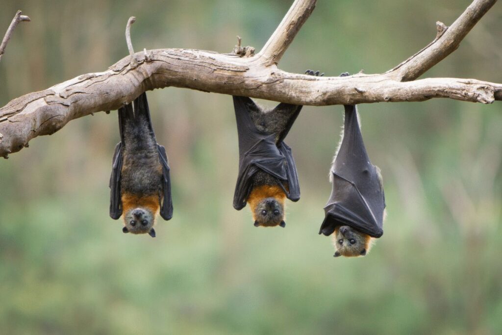 Bats animals in hibernation