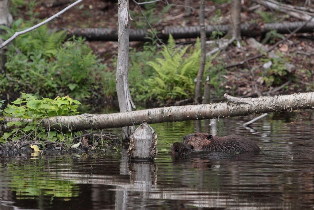 Beavers Horicon Marsh