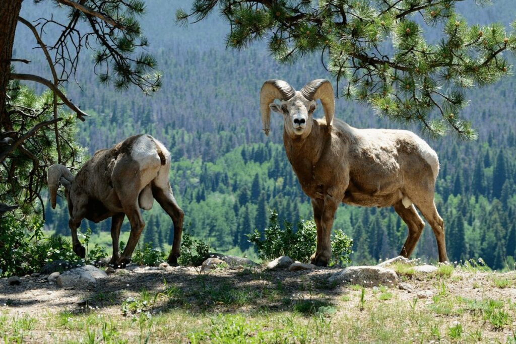 Bighorn Sheep Caribou Targhee National Forest animals