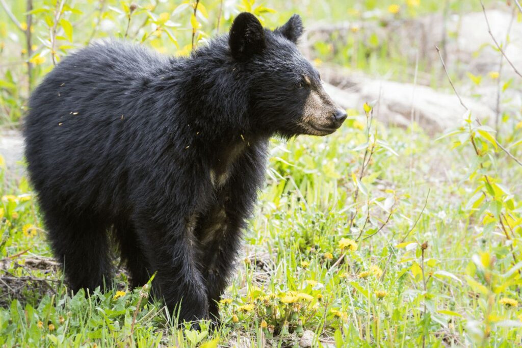 Black Bear Caribou Targhee National Forest animals