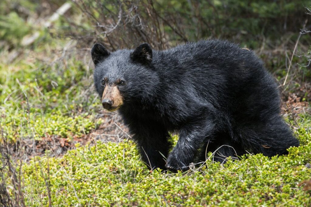 Black Bear National Forest trails