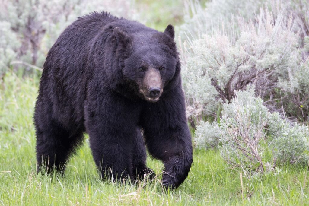 Black Bear Superior National Forest