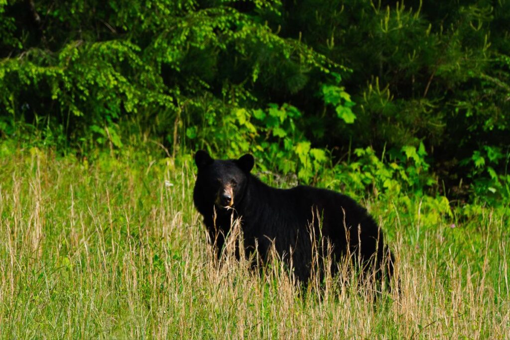 Black Bears Cades Cove Campground