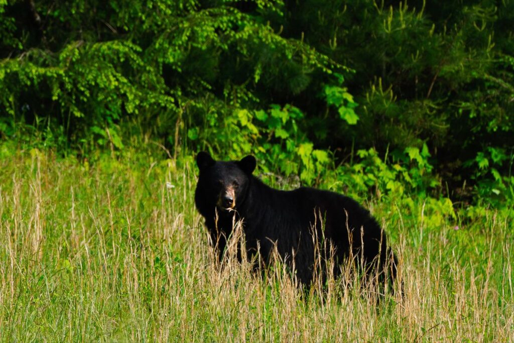 Cades Cove Campground, Great Smoky Mountains NP The Ultimate Guide!