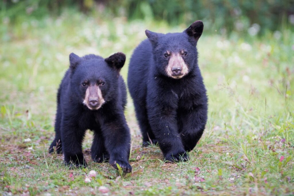 Black Bears animals in hibernation