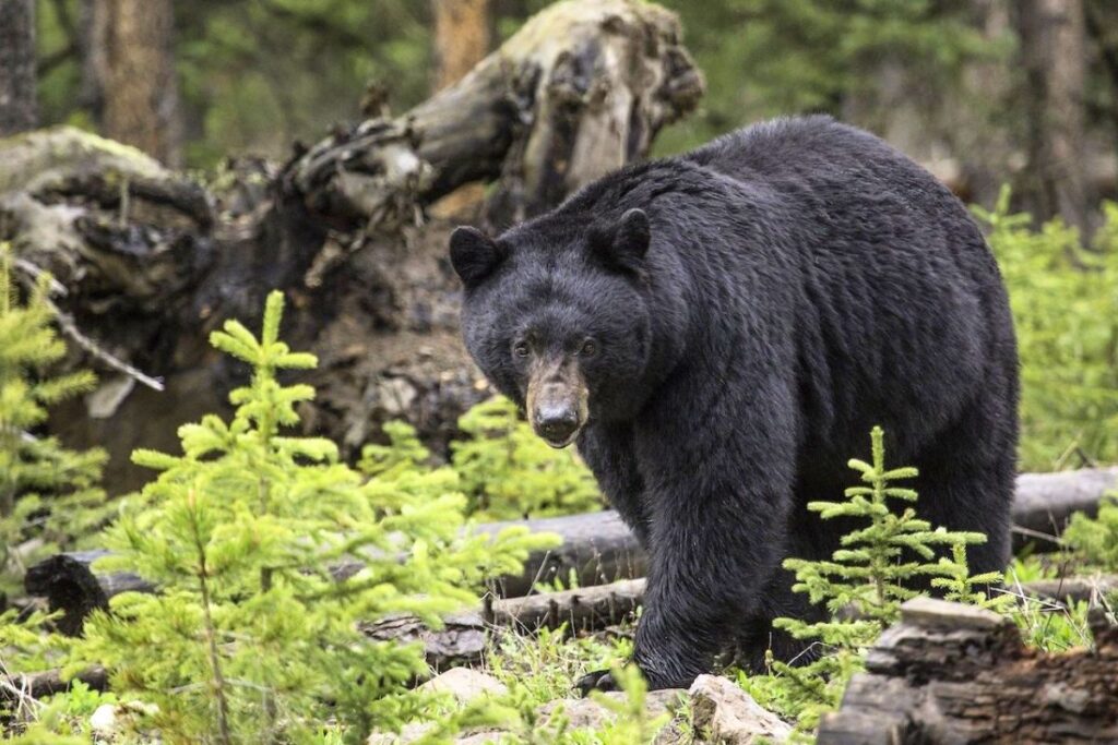 Wildlife in Mammoth Lakes