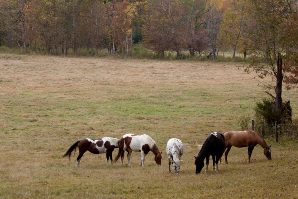 Cades Cove Riding Stables Cades Cove Campground