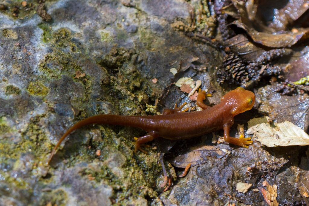 14 Animals in Mendocino National Forest Seen On Our Hikes! (Photos and Tips Included) California Newts